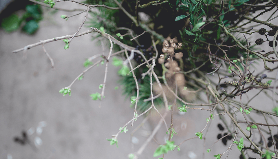 plaisir inattendu_branches