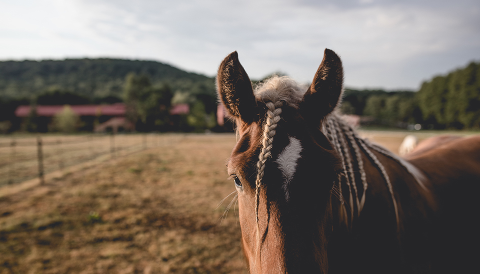 cheval campagne le barn